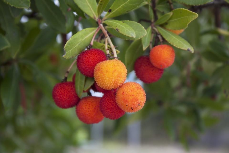 fruit of a strawberry tree arbutus unedo