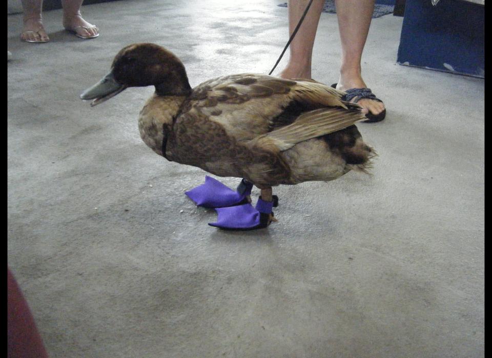 This pet duck, named 'Duckie,' won't hurt himself on the hot sands of San Diego's beaches thanks to a pair of customized booties made especially for him. Previously, the owner, who goes by the name "Miss Love," had been putting duct tape over his feet instead.