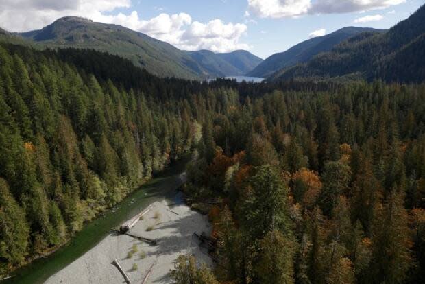 An aerial photograph of the Nahmint Valley outside Port Alberni, B.C., shows protected old growth groves along the water and replanted hillsides that were previously logged.