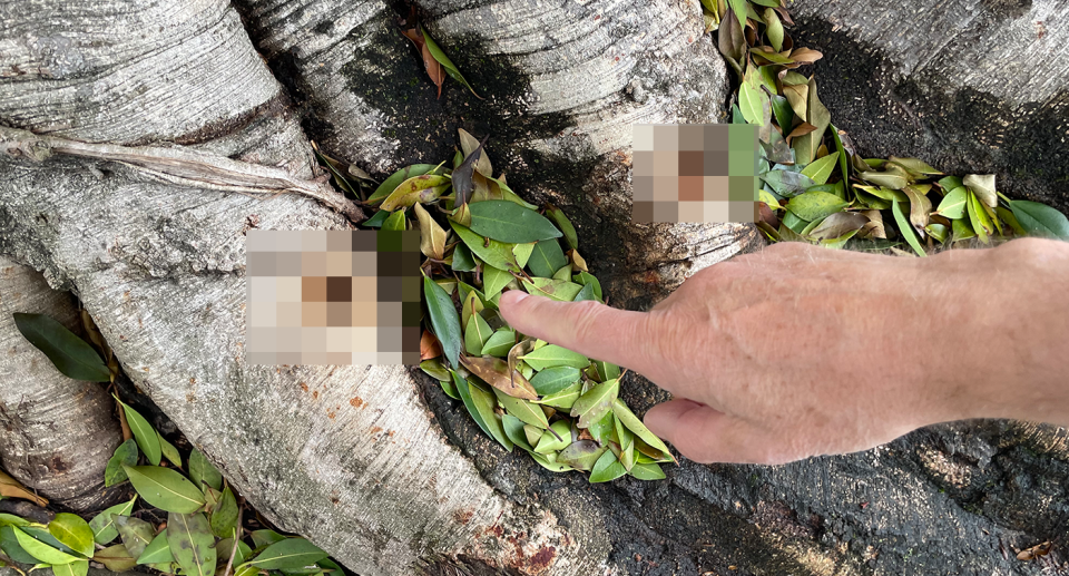 A Darling Point resident points to marks in one of the Mona Road trees. Source: Michael Dahlstrom