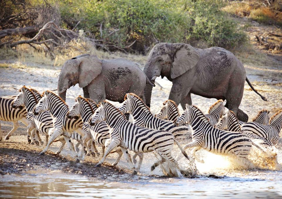 Get to know the Botswana safari camp that played a pivotal part in the world’s most talked-about love story of the moment.