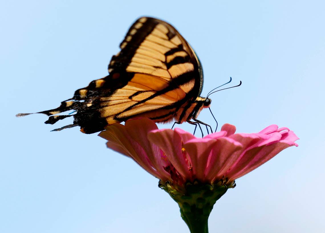 My attempt to make friends with a butterfly visitor to the garden.