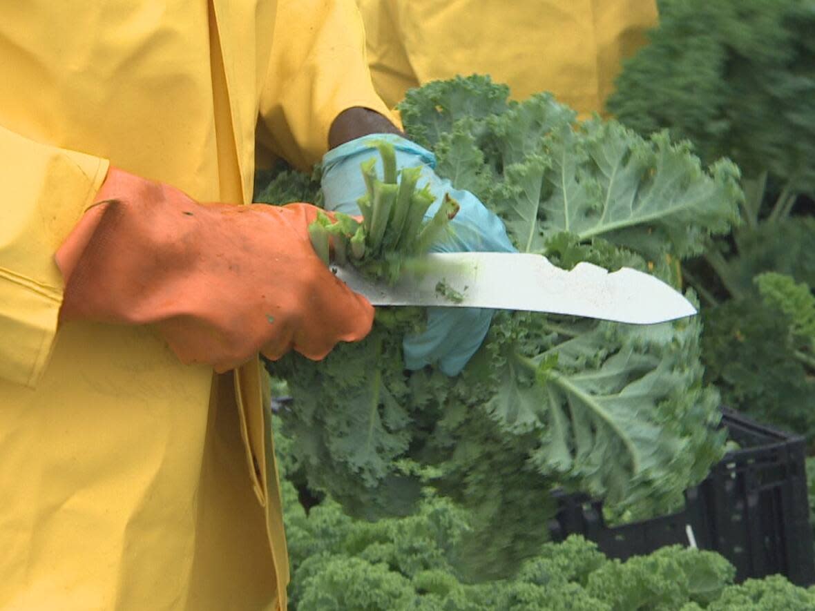 The United Food and Commercial Workers wants its members to know about legislation that means employers with more than 25 workers need to tell employees how they track and use their data. (CBC - image credit)
