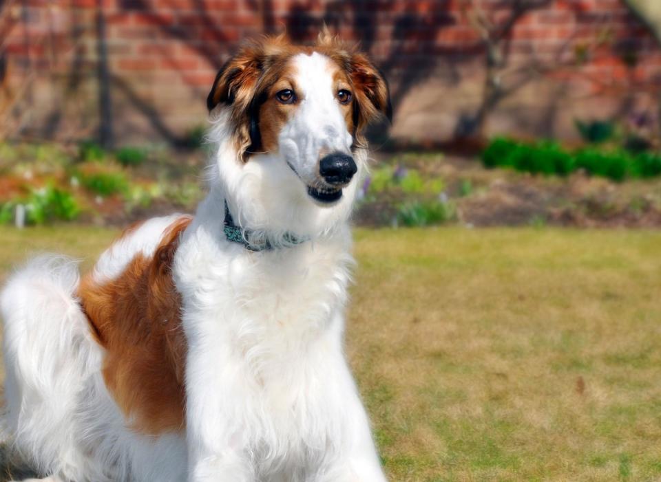 The long-nosed Borzoi will seem to be eager to please but won't necessarily manage to do so. The American Kennel Club's explanation for this is that 