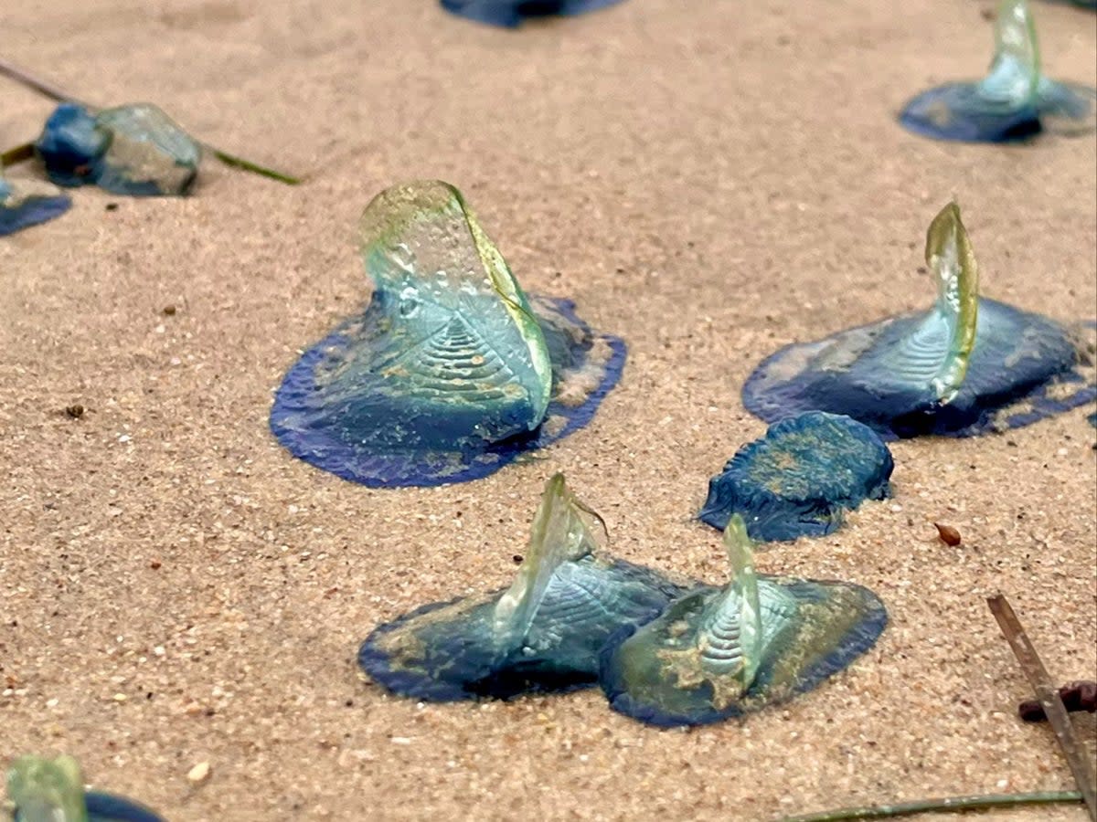 Vellela vellela onshore at Crystal Cove State Park (California State Parks)