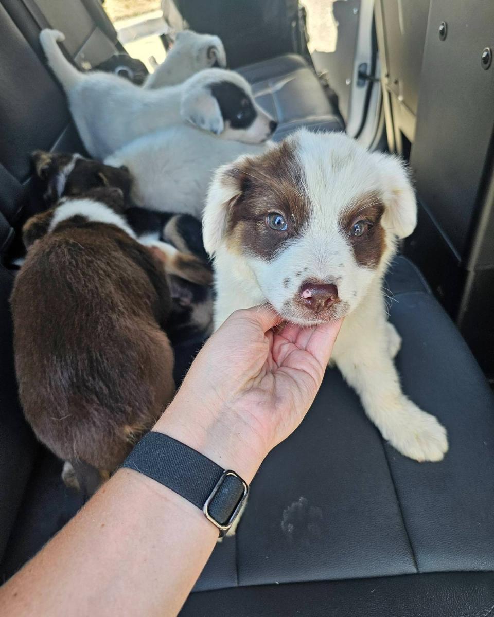 An officer pets one of the puppies abandoned in 100F weather with no water. Deputy Collin Stephenson, who responded to the rescue call, adopted one of the pups (Tarrant County Sheriff’s Office)