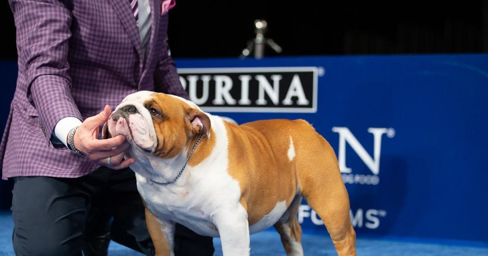 Best in Show! 18 Years of National Dog Show Winners
