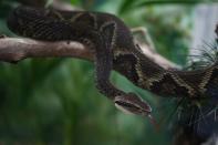 Brazilian study uses fruits compound to neutralize snake poison