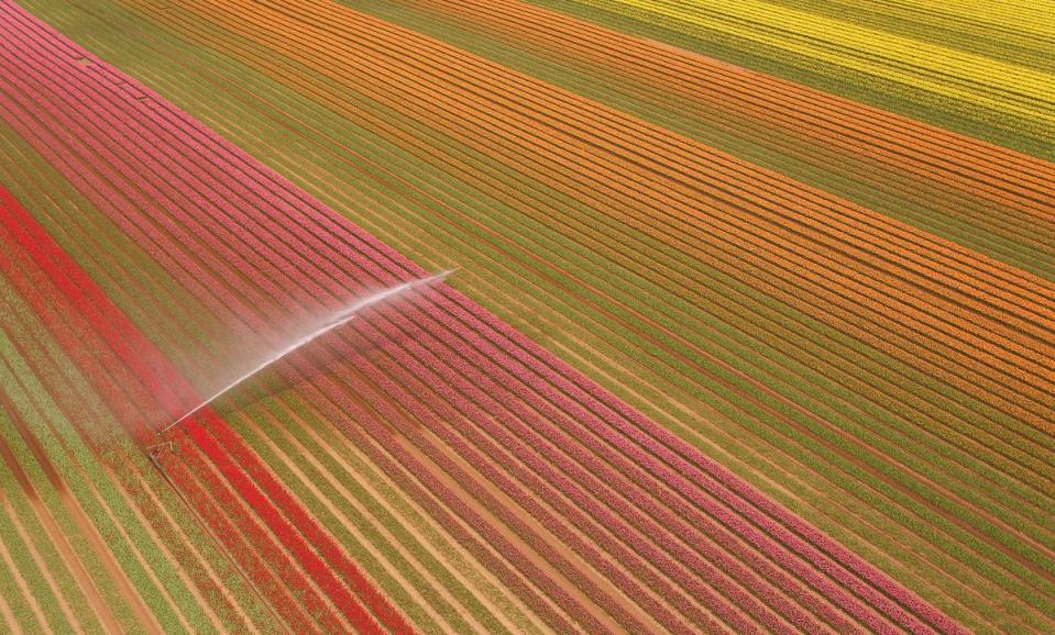 Tulips bloom in a field near King's Lynn in Norfolk (PA)