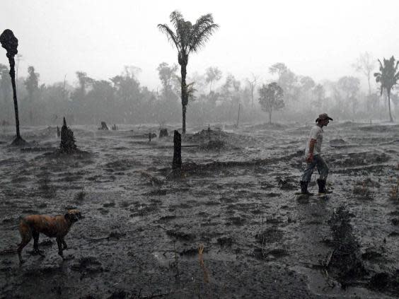 Swathes of the Amazon rainforest are turning to ashes as fires ravage the greenery (AFP/Getty Images)