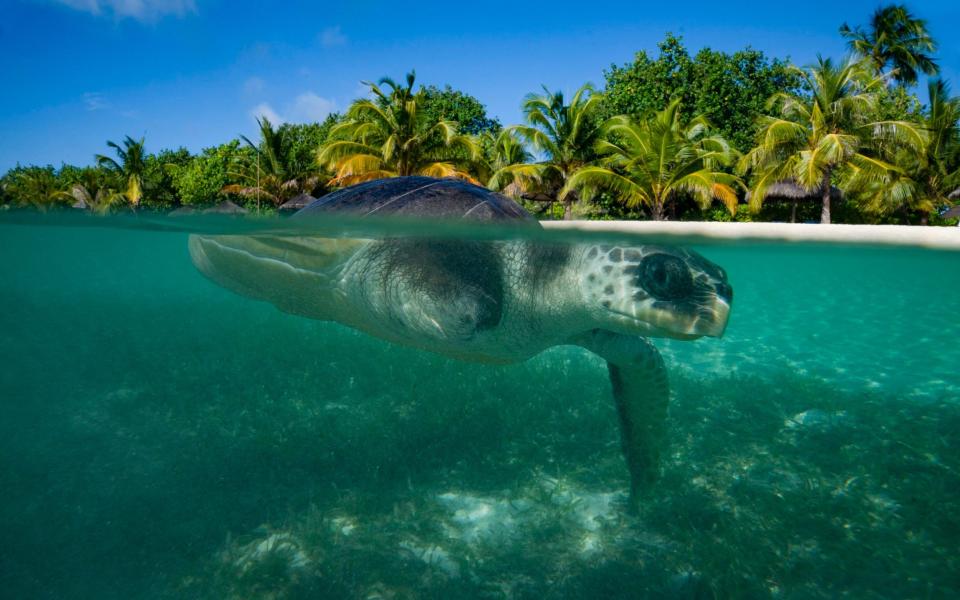 When it was found, the turtle was floating on the ocean surface entangled in netting with a plastic bag around its neck. It was already missing its right front flipper because of the netting and its left front flipper was injured by the friction caused by the plastic bag - Kirsty O'Connor/ PA