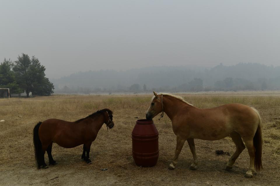 The smoke of a wildfire spreads over a mountain as horses are seen at a farm in Ellinika village on Evia island, about 183 kilometers (114 miles) north of Athens, Greece, Monday, Aug. 9, 2021. Firefighters and residents battled a massive forest fire on Greece's second largest island for a seventh day Monday, fighting to save what they can from flames that have decimated vast tracts of pristine forest, destroyed homes and businesses and sent thousands fleeing. (AP Photo/Michael Varaklas)