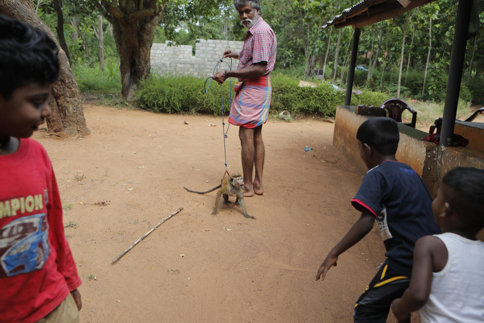 A Sri Lankan Telugu man Engatannage Podi Mahattaya leads his pet monkey as his grandchildren playfully reacts towards it in their colony in Kudagama, Sri Lanka, Tuesday, June 16, 2020. Sri Lanka's Telugu community, whose nomadic lifestyle has increasingly clashed with the modern world, is facing another threat that could hasten its decline: the COVID-19 pandemic. (AP Photo/Eranga Jayawardena)