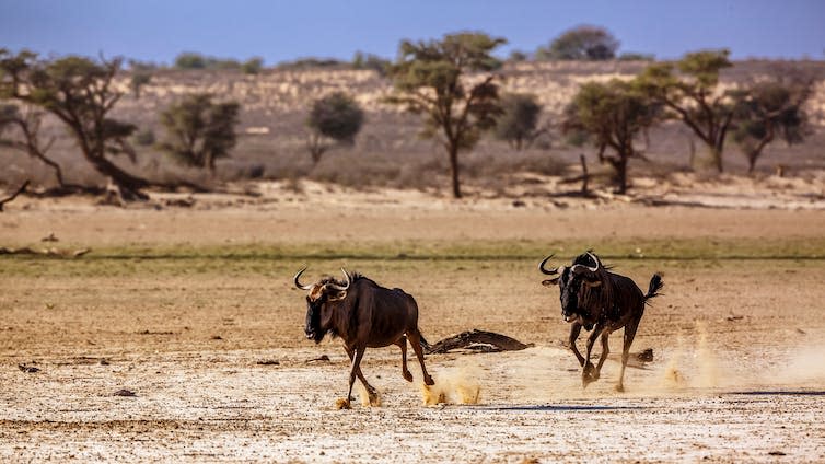 Two wildebeest running through a savannah landscape.