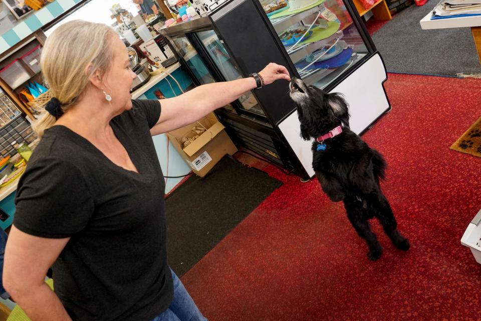 Owner Lisa Bardy feeds Divot, 13, of Grosse Pointe, a cake crumb at Bow Wow Baketique in Grosse Pointe on Friday, July 14, 2023. Divot is a loyal customer of Owner Lisa Bardy. When Divot is in the store, "his tail never stops," said Shook.