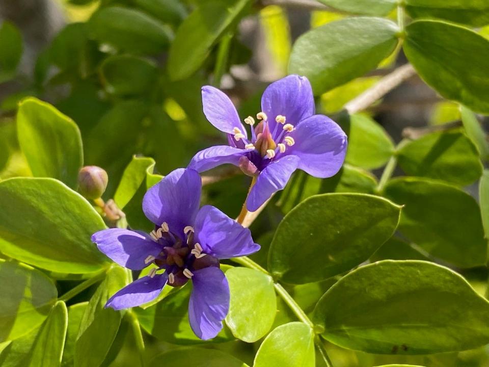 The striking purple flowers of the lignum vitae.