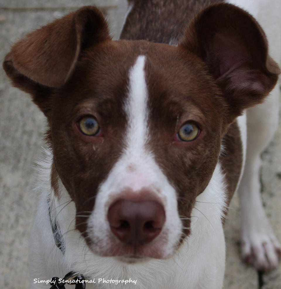 Captain is 1 year old and is a small guy in stature but he has a big personality. He loves playing with other dogs, and is a very adorable guy. Here's <a href="http://www.adoptapet.com/pet/14092315-jacksonville-florida-australian-shepherd-mix" target="_blank">Captain's adoption listing</a>. Please email sisters@pitsisters.org for more information. Find out more from <a href="https://www.facebook.com/PitSisters/">Pit Sisters</a>.