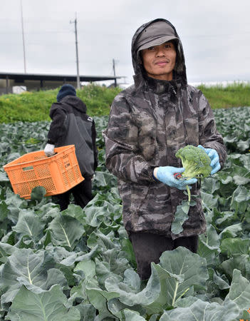 Workers from Thailand work at Green Leaf farm, in Showa Village, Gunma Prefecture, Japan, June 6, 2018. REUTERS/Malcolm Foster