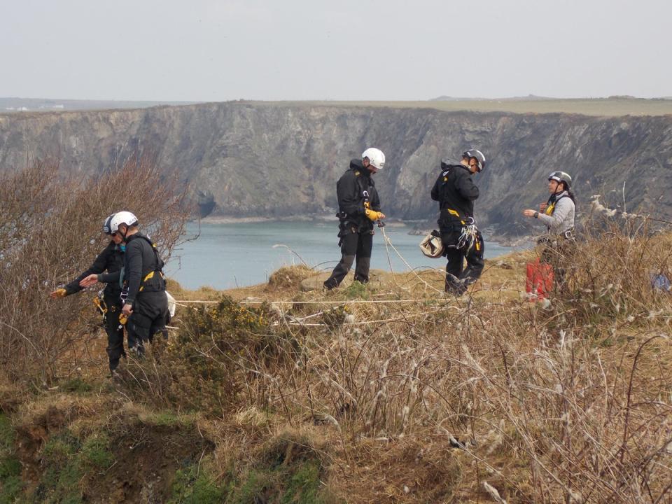 RSPCA and fire staff are in the middle of a rescue operation after 66 sheep were scared onto cliff faces in Pembrokeshire. The animal charity believes the operation will take days. (RSPCA).