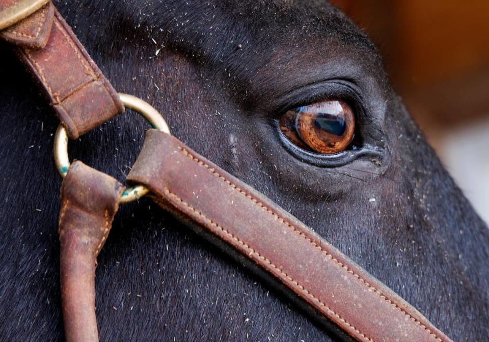 Dozer, a retired military working equine, looks out over a farm in Zebulon, N.C. on Wednesday, Dec. 13, 2023. Olivia Turner adopted two horses formerly with the Army caisson platoon in November.