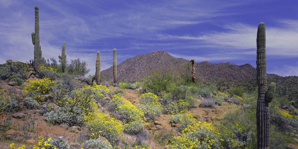 Phoenix/Scottsdale — Arizona