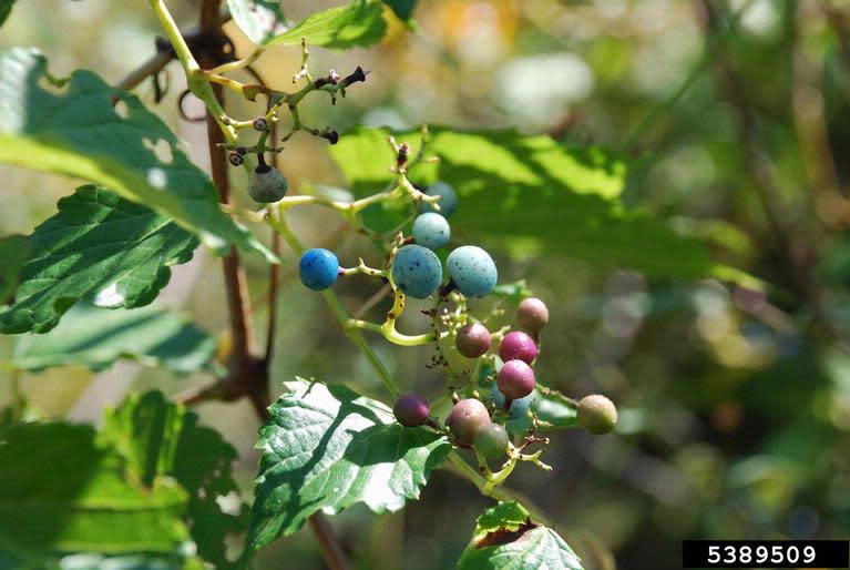 Porcelain berry isn't allowed in Wisconsin.