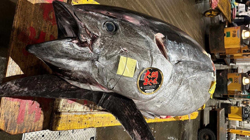 The hefty 467-pound bluefin tuna that will be served in Sushi Ginza Onodera restaurants