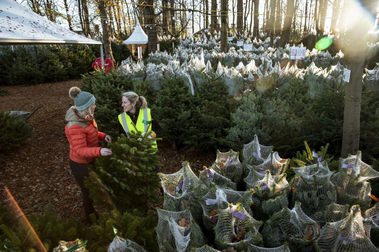 A mid-adult Caucasian woman at a Christmas market in Northeastern England. She is wearing warm clothing while shopping for a Christmas tree. She is being assisted by a female worker wearing a hi-vis jacket.