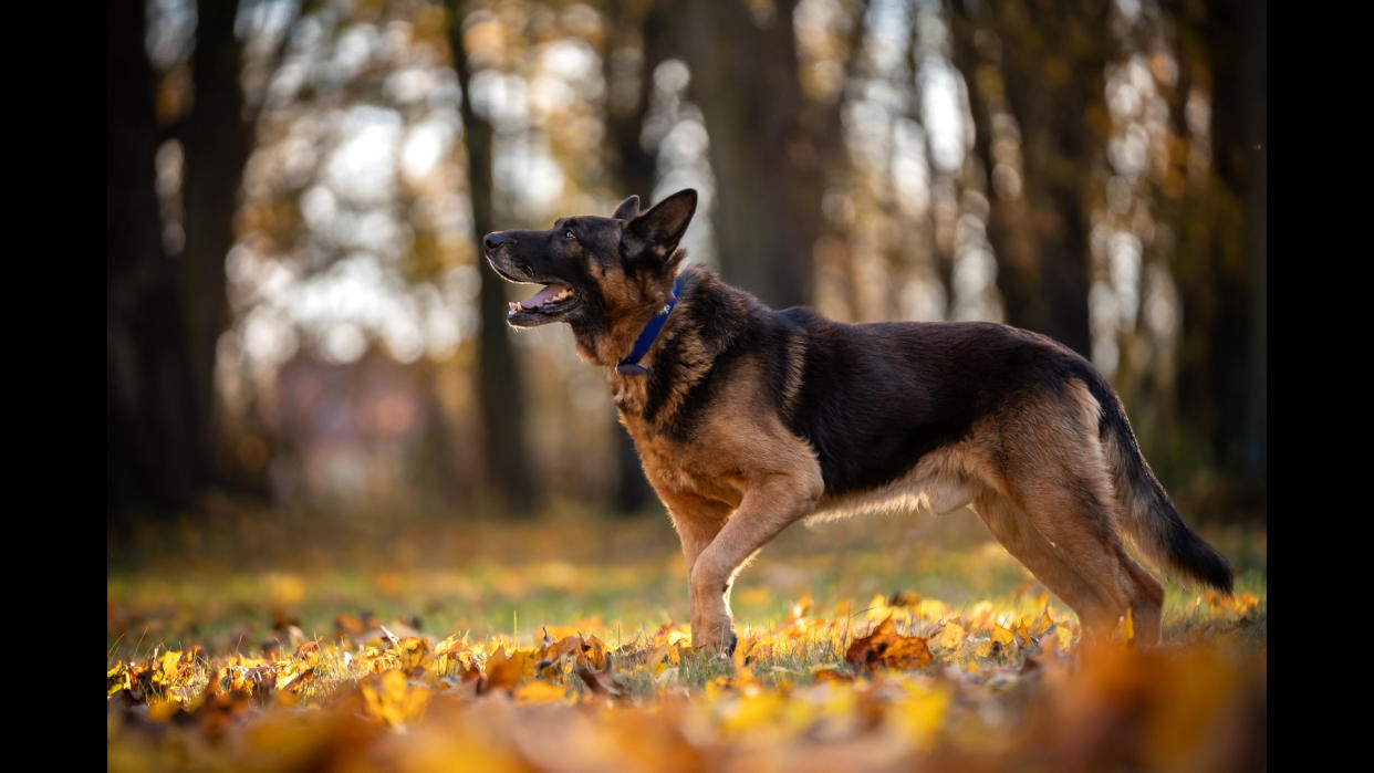  Dog walking in forest. 