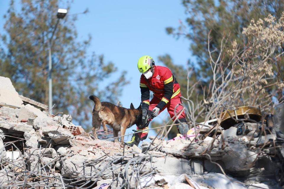 A dog from Mexico looking for earthquake survivors in the rubble in Adiyaman, Turkey.