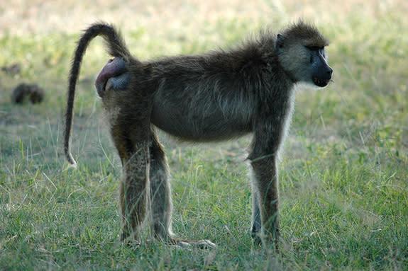 Noodle, a female baboon from Kenya, shows off her bright-red, swollen bottom, signaling ovulation is near.