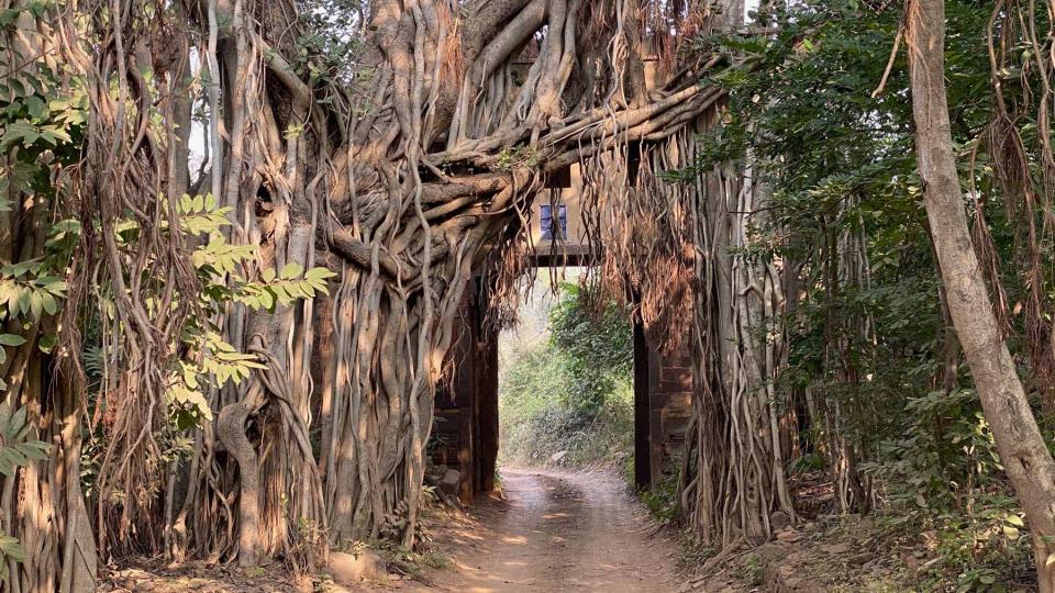 A forest path in India as seen on a tour with Greaves India, voted one of the world's best Tour Operators