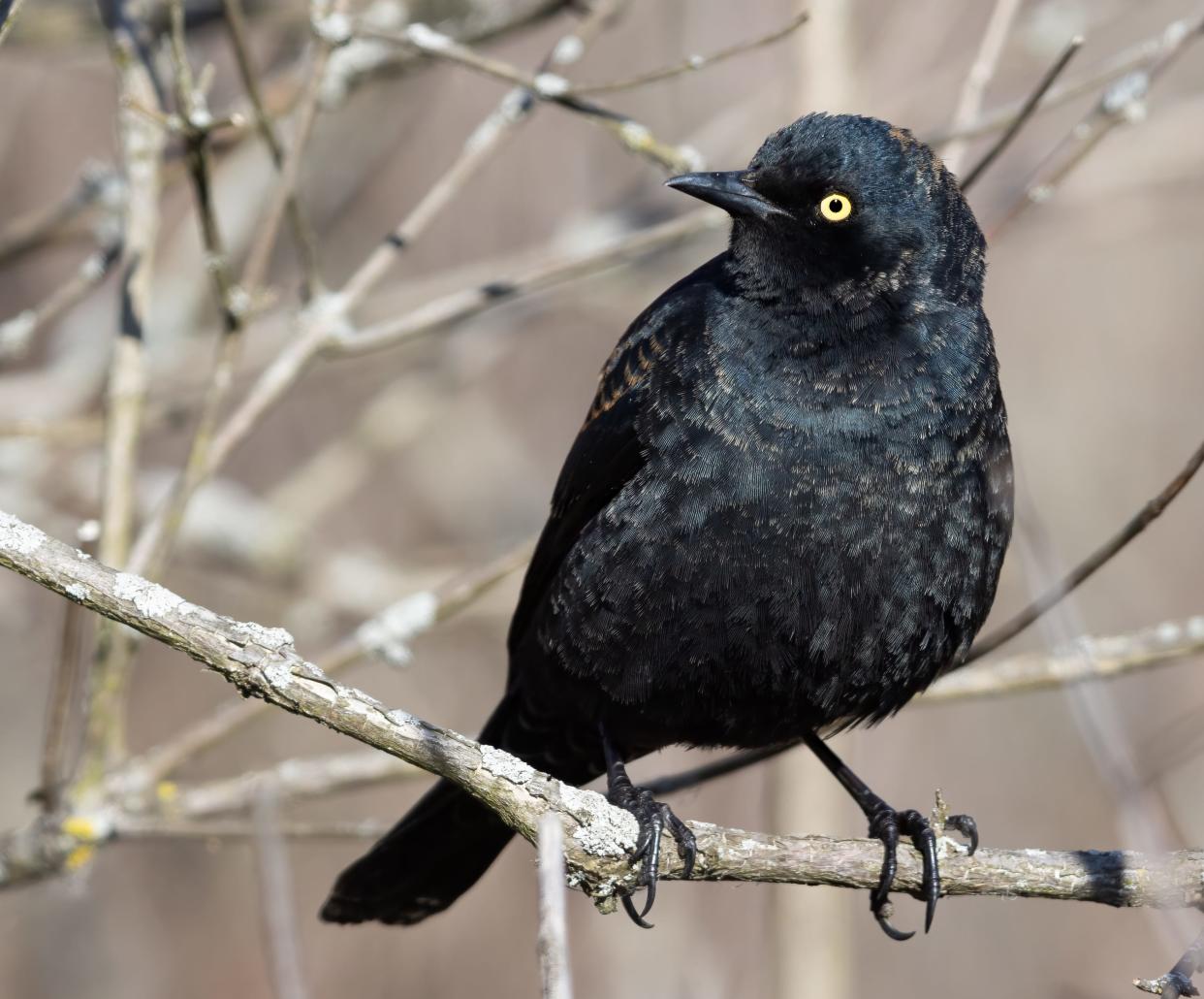 A male rusty blackbird in a buttonbush swamp