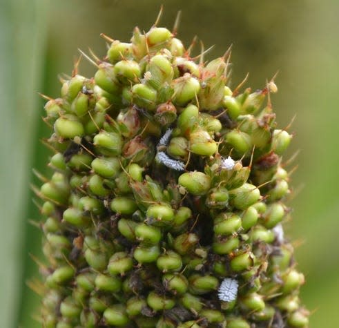 Aphids were lured into this sorghum trap crop, which then attracted mealybug destroyer larvae, which are excellent garden predators.