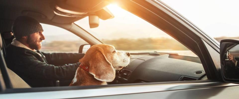 Warmly dressed man enjoying the modern car driving with his beagle dog sitting on the co-driver passenger seat. Traveling with pets concept.