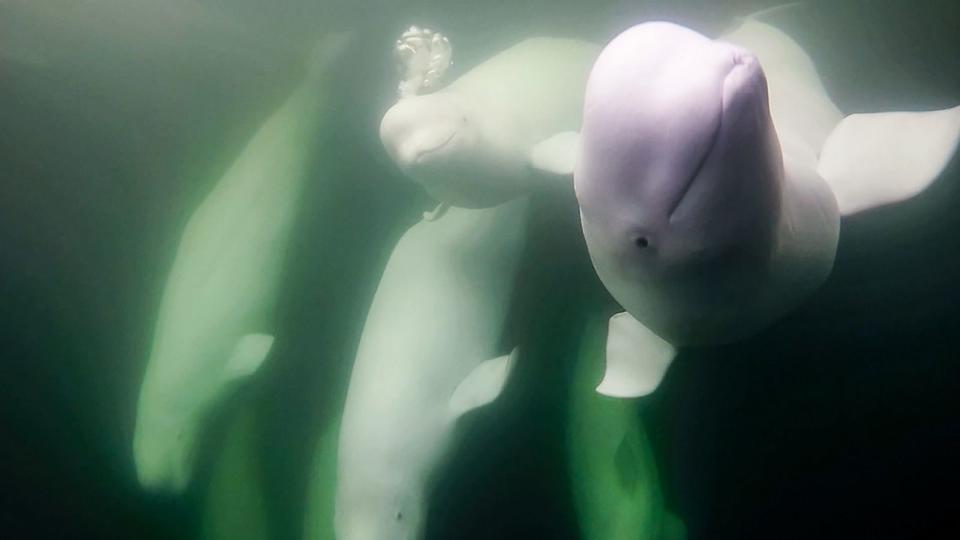 PHOTO: Beluga whales swim together under the surface. (Madison Stevens/Polar Bears International)