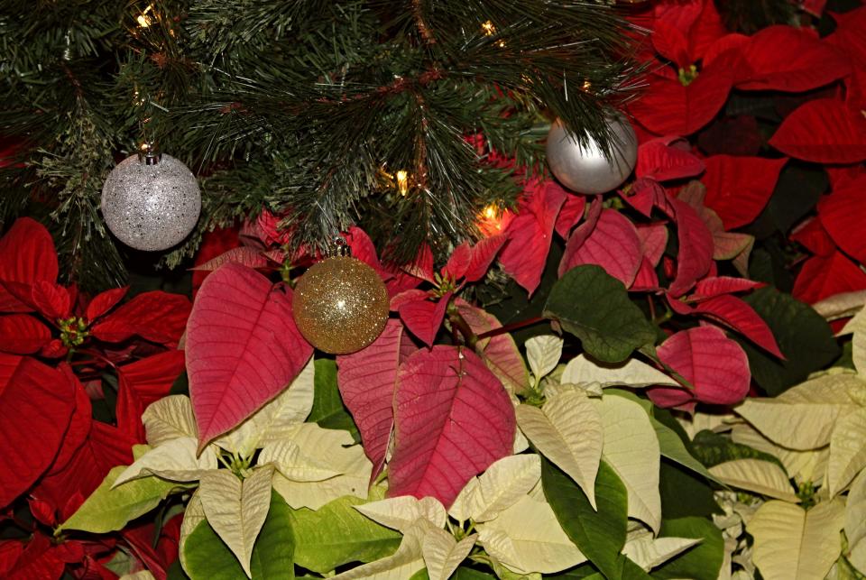 Poinsettias are thought to be the "flower of Christmas." They are featured throughout the Purdue Memorial Union this holiday season.