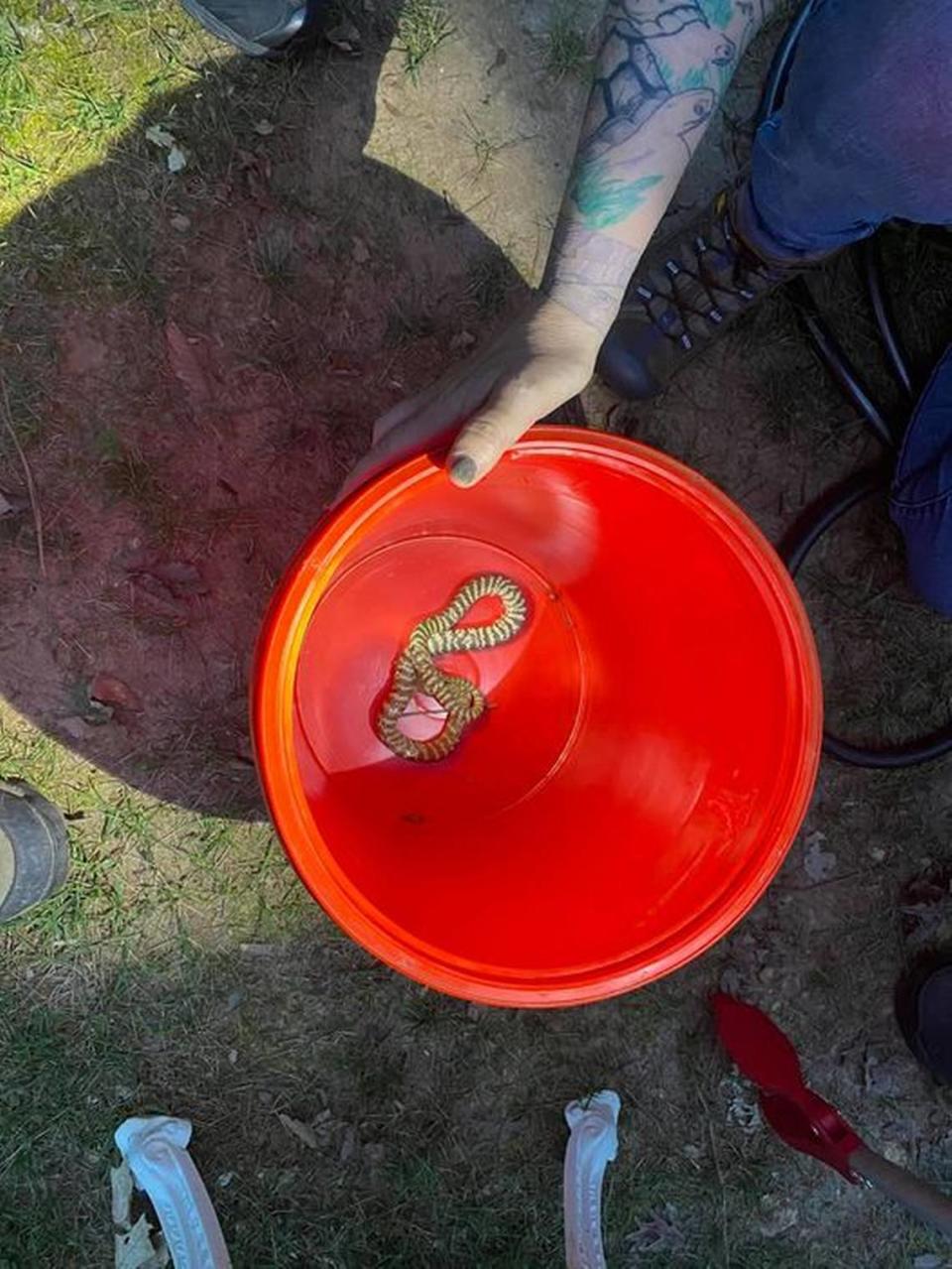 An escaped spitting zebra cobra photographed soon after its capture in Raleigh on Wednesday. The venomous snake traveled about half a mile from its owner’s home on Chaminox Place to a home on Sandringham Drive, where it was spotted and caught.