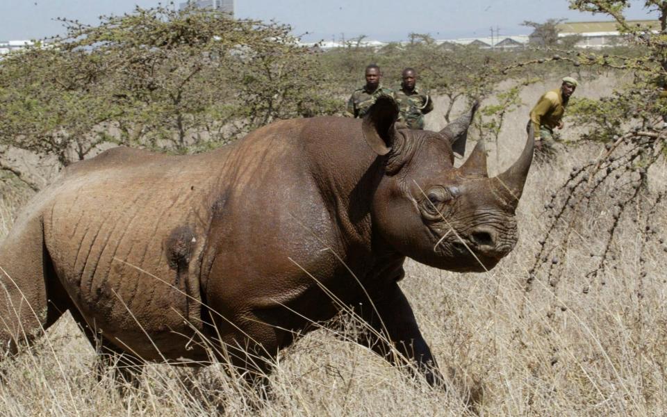 Conservationists in Africa have been working hard to protect the black rhino sub-species from poachers - AP