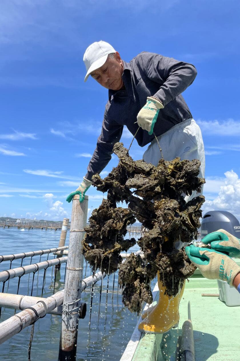 Oyster farmer lifting oysters out of the water in Maisaka, Japan