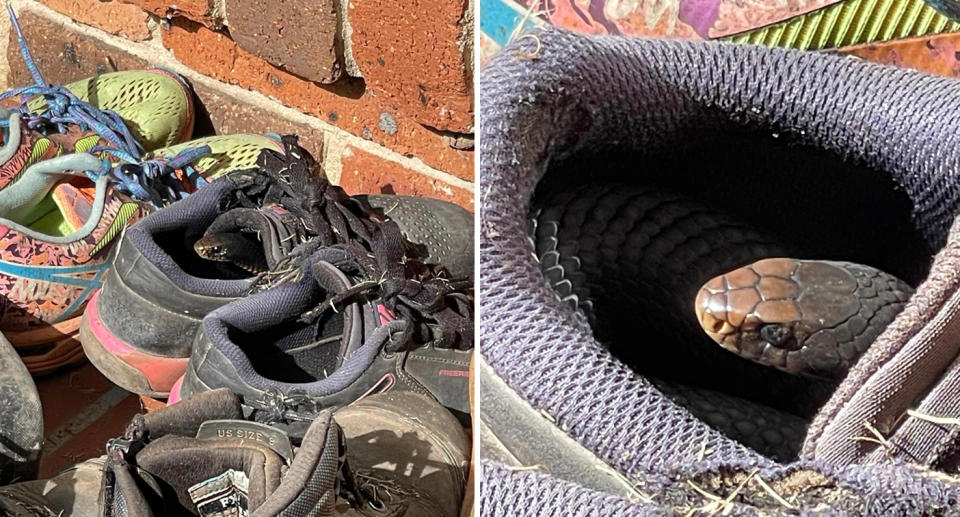 Two photos of a red-bellied black snake in a woman's running shoe.