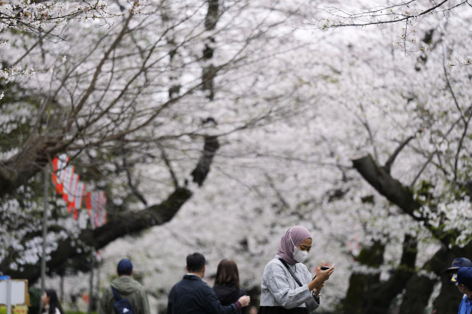 Una visitante comprueba las fotografías tomadas con su celular de la floración de los cerezos, en el Parque Ueno, el 5 de abril de 2024, en Tokio. Multitudes se reunieron en Tokio para disfrutar de los famosos cerezos en flor de Japón, que en la capital están floreciendo más tarde de lo esperado debido al frío. (AP Foto/Eugene Hoshiko)