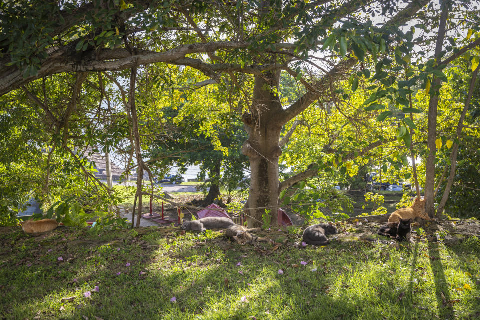 Stray cats rest under a tree in Old San Juan, Puerto Rico, Wednesday, Nov. 2, 2022. The cat population has grown so much that the U.S. National Park Service is seeking to implement a "free-ranging cat management plan" that considers options including removal of the animals, outraging many who worry they will be killed. (AP Photo/Alejandro Granadillo)