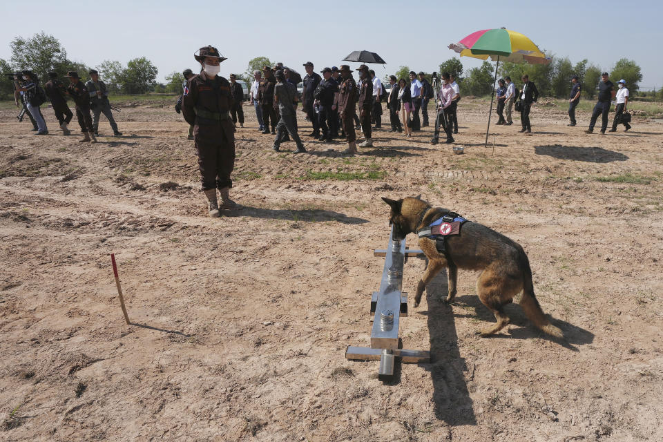 A dog sniffs Covid19 scents during a demonstration while Ukrainian deminers tour the Peace Museum Mine Action in Siem Reap province, northwestern Cambodia, Friday, Jan. 20, 2023. Cambodian experts, whose country has the dubious distinction of being one of the world's most contaminated by landmines, walked a group of Ukrainian soldiers through a minefield being actively cleared hoping their decades of experience will help the Europeans in their own efforts to remove Russian mines at home. (AP Photo/Heng Sinith)