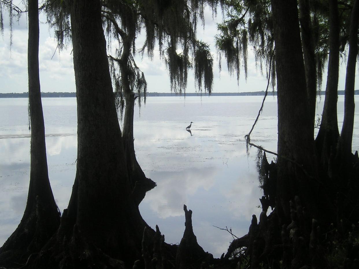A heron wades along the western shoreline of the St. Johns River in this file photo from the Clay County area the St. Johns River Water Management District has renamed the J.P. Hall Bayard Point Conservation Area.