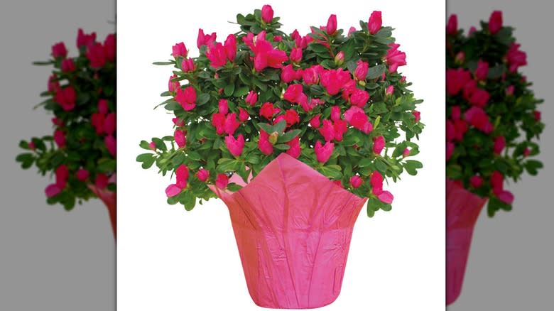 pink hydrangea flowers in pot