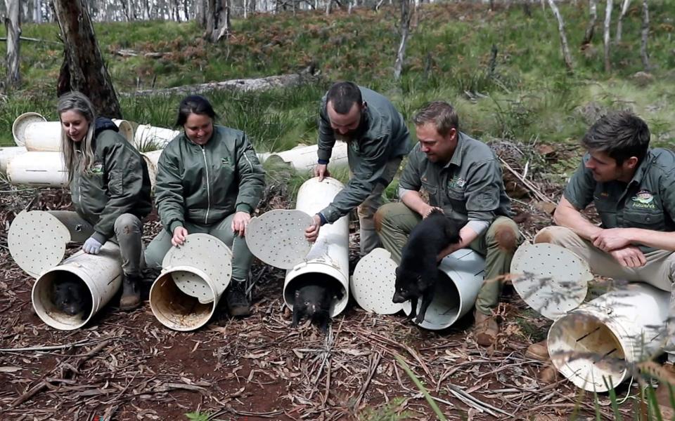 Aussie Ark staff releasing Tasmanian devils into a wild santuary on Barrington Tops - AFP