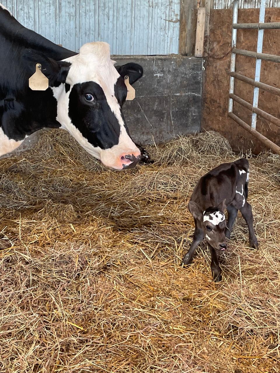A one day old calf at Harvest Home Dairy stands next to her mother on August 18, 2023. The calf is one of a rare set of three female triplets born at the farm.