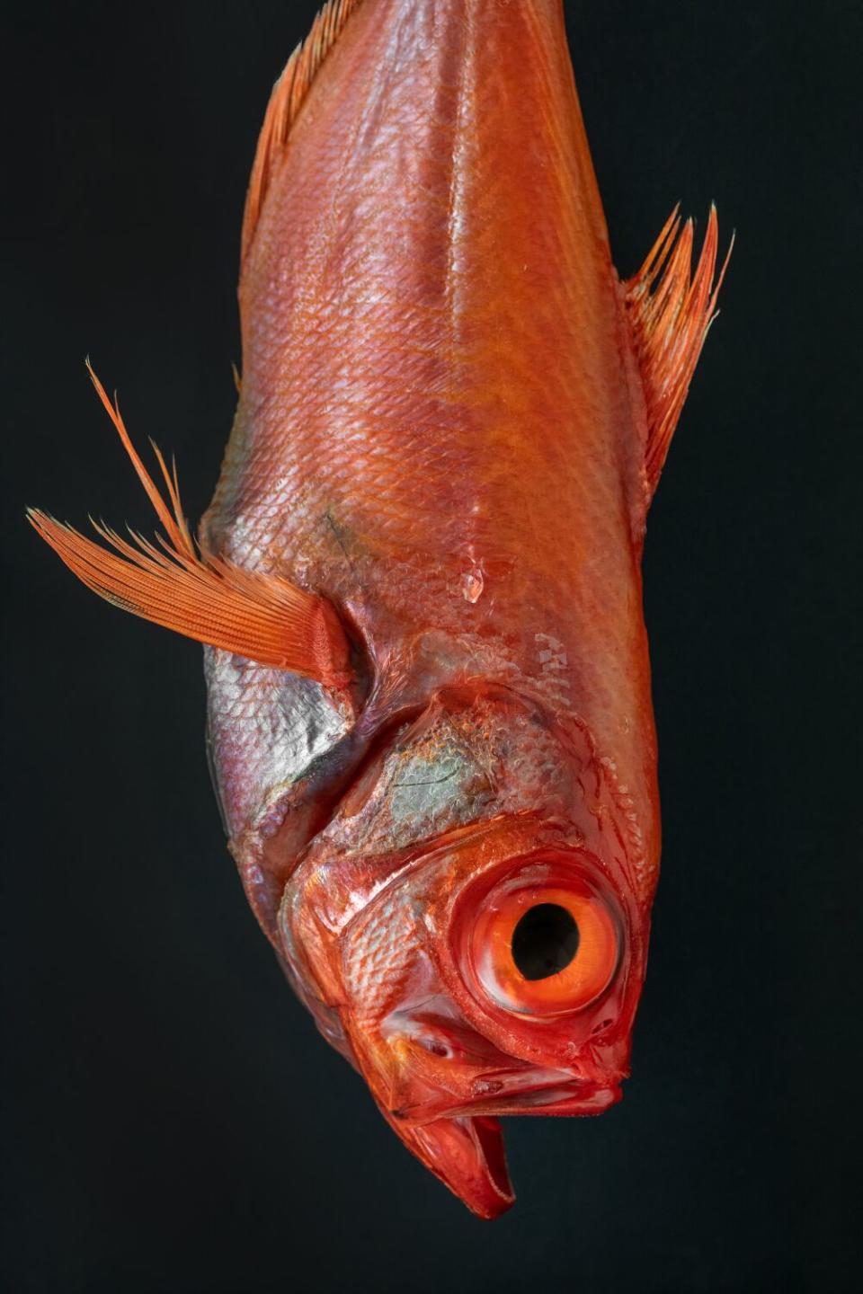 A closeup of dry-aged bright red kinmedai fish, or golden eye snapper, hanging upside down.