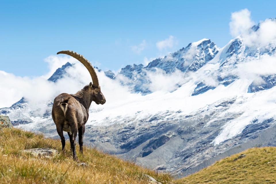 Zu den ersten Nationalparks in Italien zählt Gran Paradiso, der 1922 zum Schutzgebiet erklärt wurde. Das Natur-Areal erstreckt sich über die Regionen Aostatal und Piemont und liegt am Fuße des gleichnamigen Berges Gran Paradiso. Mit einer Höhe von 4.061 Metern über Meeresspiegel ist er der höchste Berg der Grajischen Alpen und bietet nicht nur Alpensteinböcken ein Zuhause, sondern auch ist auch Heimat für Luchse, Wölfe, Füchse, Hirsche und Bartgeier. (Bild: iStock/ueuaphoto)